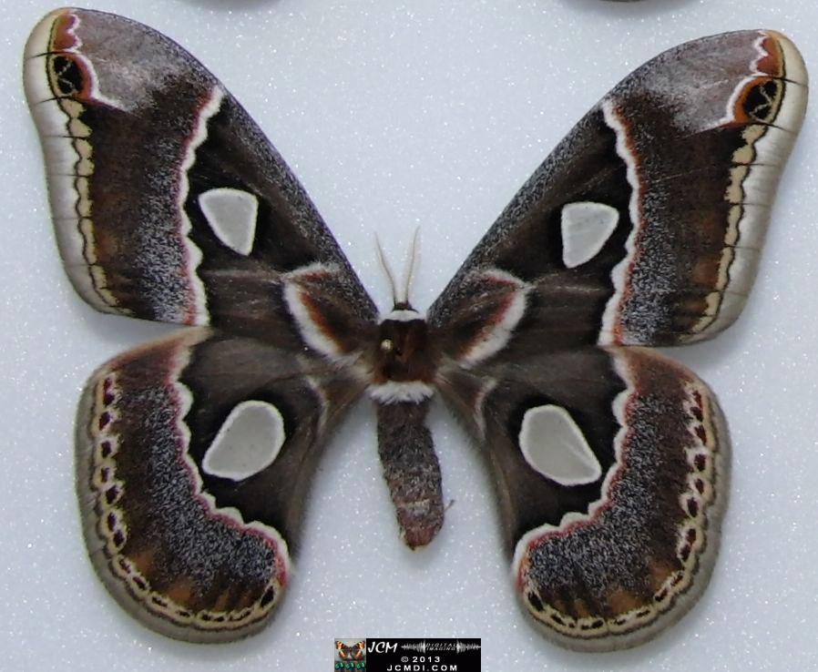Rothschildia cincta? 02-20-2010 